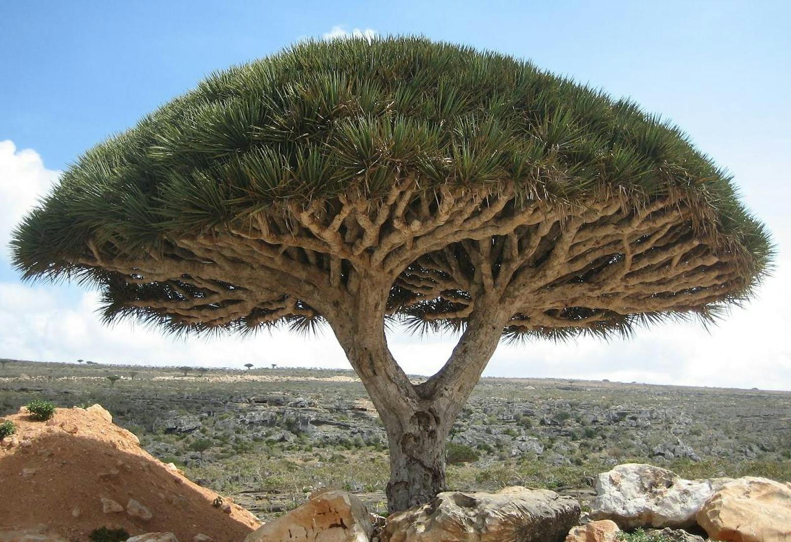 Socotra Island Xeric Shrublands One Earth